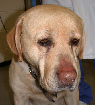 sad-lab - Paz Veterinary