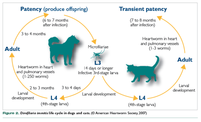 Heartworm Disease: Life Cycle and Prevention - Paz Veterinary